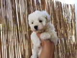 Tea Cup Maltese Terrier Bebeklerimiz