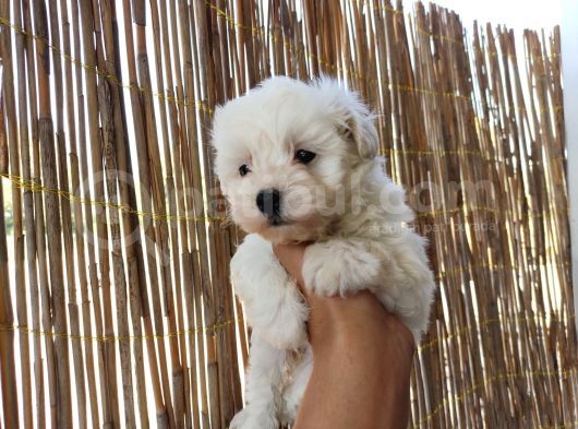 Tea Cup Maltese Terrier Bebeklerimiz görsel