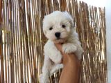 Tea Cup Maltese Terrier Bebeklerimiz