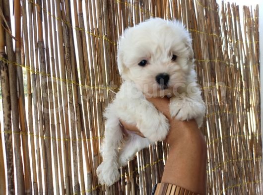Tea Cup Maltese Terrier Bebeklerimiz görsel