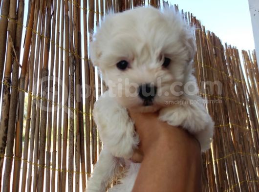 Tea Cup Maltese Terrier Bebeklerimiz