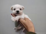 Maltese Terrier Bebeklerimiz