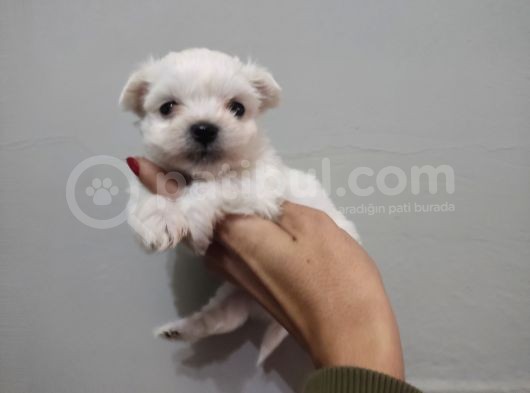 Maltese Terrier Bebeklerimiz görsel