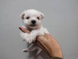 Maltese Terrier Bebeklerimiz