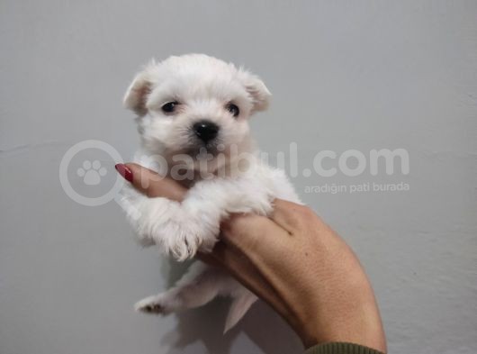 Maltese Terrier Bebeklerimiz görsel