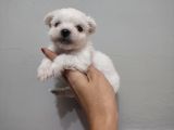 Maltese Terrier Bebeklerimiz