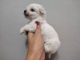 Maltese Terrier Bebeklerimiz