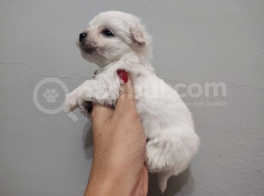 Maltese Terrier Bebeklerimiz görsel