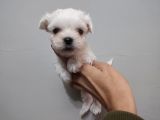 Maltese Terrier Bebeklerimiz
