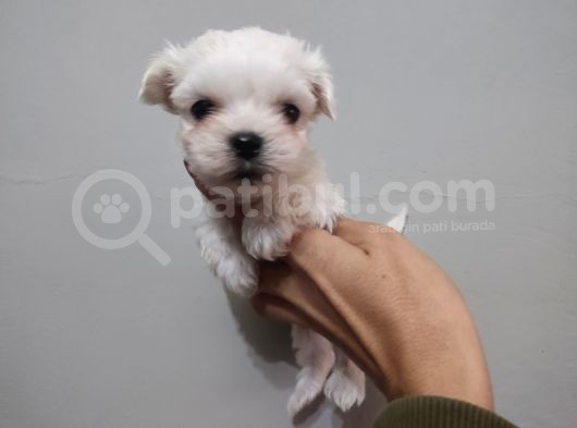 Maltese Terrier Bebeklerimiz görsel