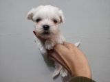 Maltese Terrier Bebeklerimiz