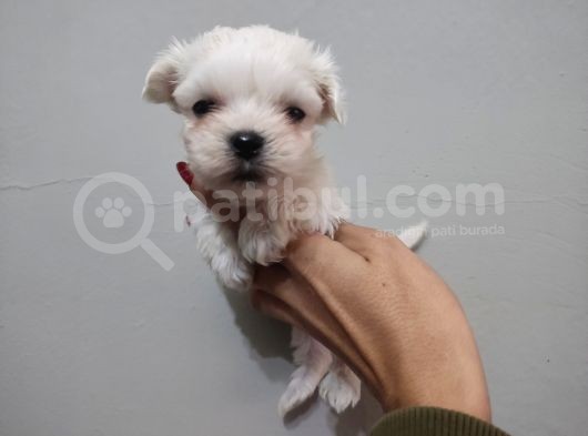 Maltese Terrier Bebeklerimiz
