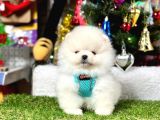 Safkan Pomeranian Boo Yavrularımız