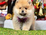 Safkan Pomeranian Boo Yavrularımız