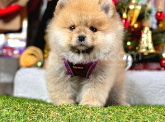 Safkan Pomeranian Boo Yavrularımız görsel