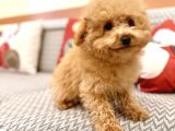 Toy Poodle Orjinal Kahverengi Kayısı Safkan Orjinal Garantili