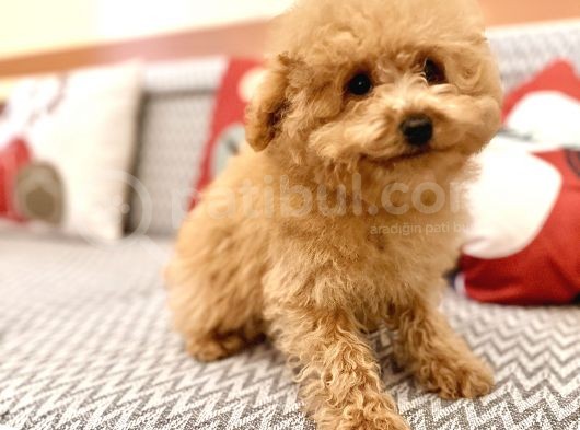 Toy Poodle Orjinal Kahverengi Kayısı Safkan Orjinal Garantili görsel