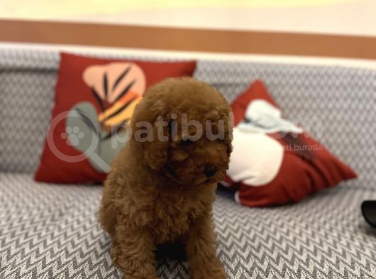 Toy Poodle Orjinal Kahverengi Kayısı Safkan Orjinal Garantili görsel