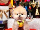 Ayıcık Surat Boo Pomeranian Yavrular