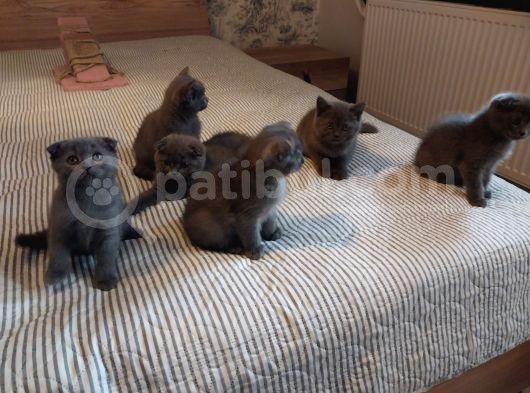 Selam 7 Ekim Doğumlular  Evimizin Kedileri  görsel