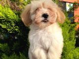 Yavru Maltipoo