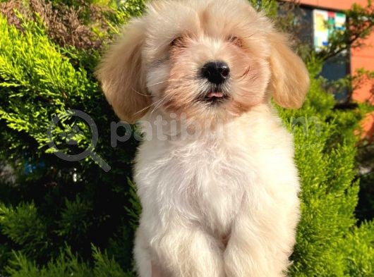 Yavru Maltipoo görsel