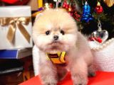Ayıcık Surat Boo Pomeranian Yavrular