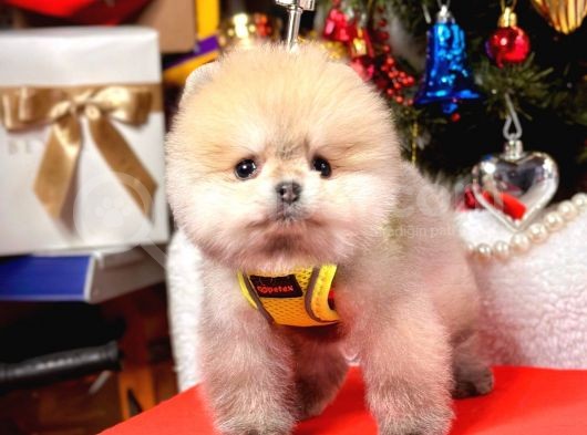 Ayıcık Surat Boo Pomeranian Yavrular görsel