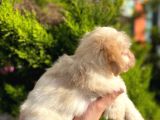 Yavru Maltipoo
