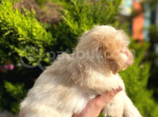 Yavru Maltipoo görsel