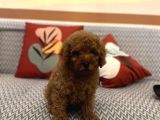 Toy Poodle Orjinal Kahverengi Kayısı Safkan Orjinal Garantili