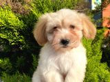 Yavru Maltipoo