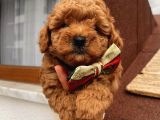 Ömür Boyu Irk Garantili Poodle Bebişlerimiz
