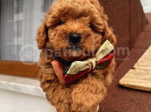Ömür Boyu Irk Garantili Poodle Bebişlerimiz görsel