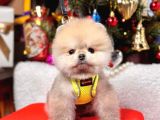 Ayıcık Surat Boo Pomeranian Yavrular