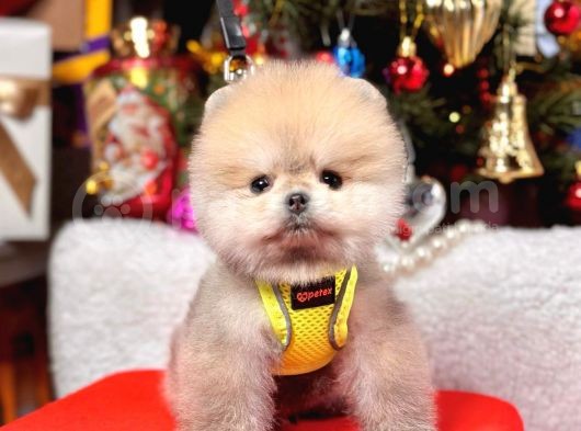 Ayıcık Surat Boo Pomeranian Yavrular görsel