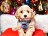 Mini Boy Maltipoo Dizayn Irk Sevimli Yavrular