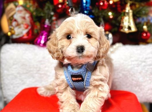 Mini Boy Maltipoo Dizayn Irk Sevimli Yavrular