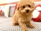 Toy Poodle Orjinal Kahverengi Kayısı Safkan Orjinal Garantili
