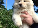 2 Aylik Chow Chow Yavrulari