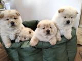 A Kali̇te Ayi Surat Chow Chow Yavrulari