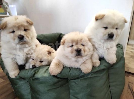 A Kali̇te Ayi Surat Chow Chow Yavrulari görsel