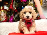 Dizayn Irk Sevimli Maltipoo Yavrular