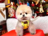 Ayıcık Surat Boo Pomeranian Yavrular