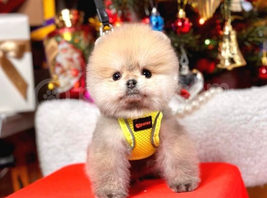 Ayıcık Surat Boo Pomeranian Yavrular görsel