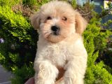 Yavru Maltipoo