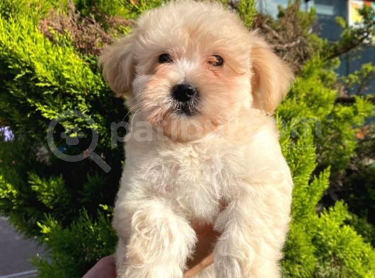 Yavru Maltipoo görsel