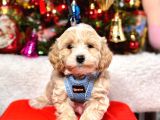 Mini Boy Maltipoo Dizayn Irk Sevimli Yavrular