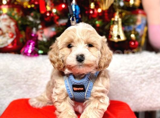 Mini Boy Maltipoo Dizayn Irk Sevimli Yavrular görsel