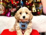 Mini Boy Maltipoo Dizayn Irk Sevimli Yavrular